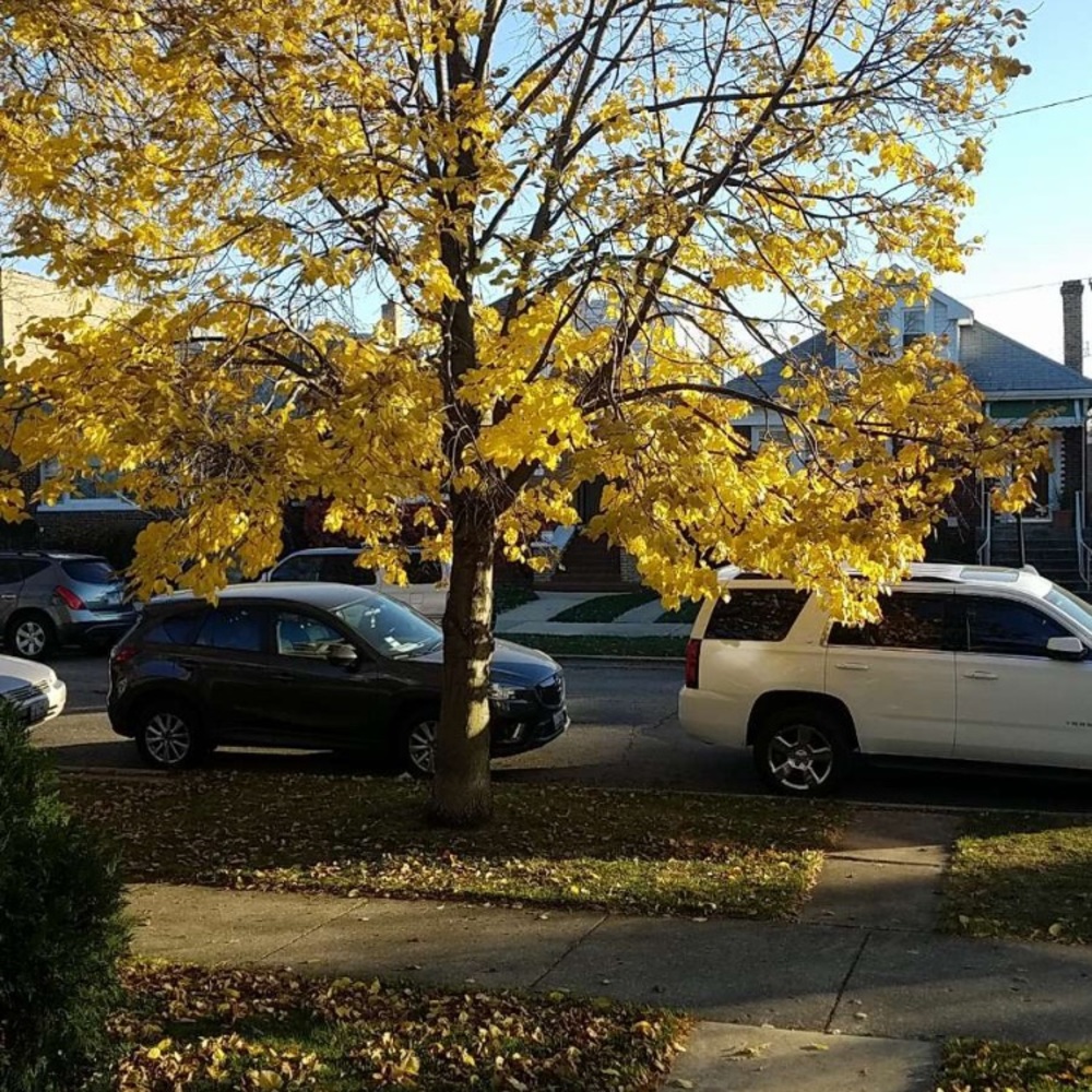 Meet your Posher, Green